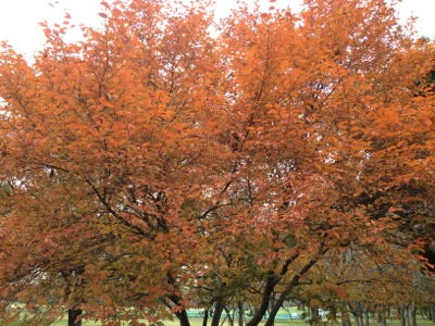 公園内で売っているハム串が旨そうなんですが